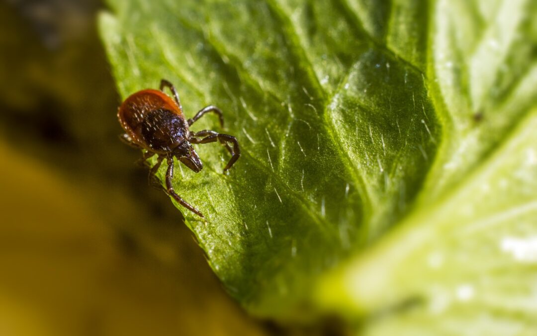 what is lyme disease